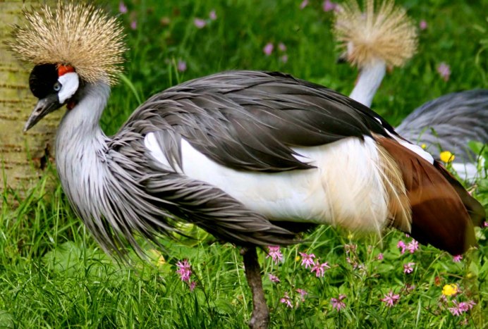 Balearica Pavonina