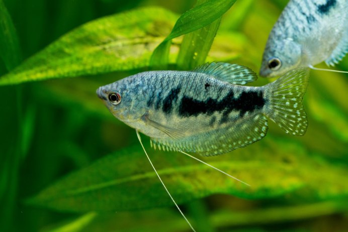 Бурый протоптер (Protopterus annectens)