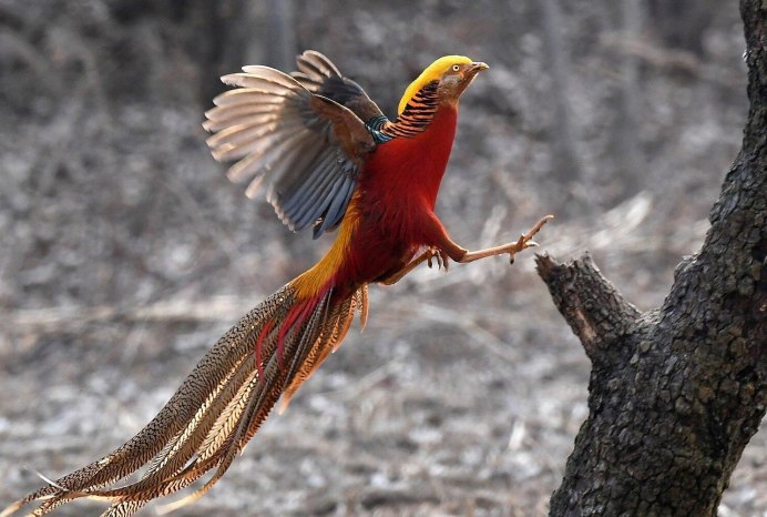 Ring necked Pheasant