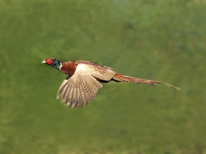 Chrysolophus amherstiae