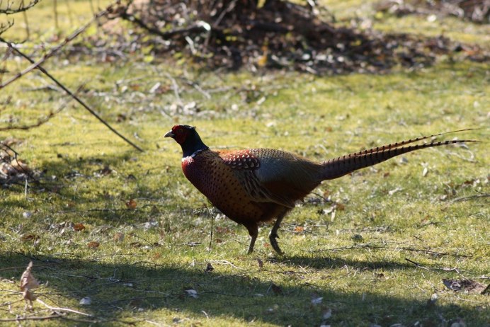 Pheasant Flying