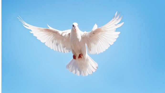 Подбитая птица