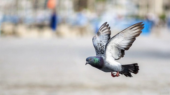 Голубь в полете