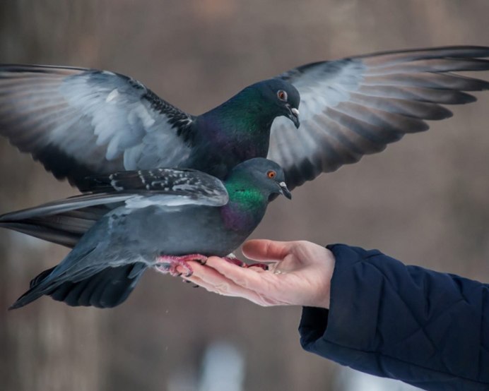 Летающий голубь