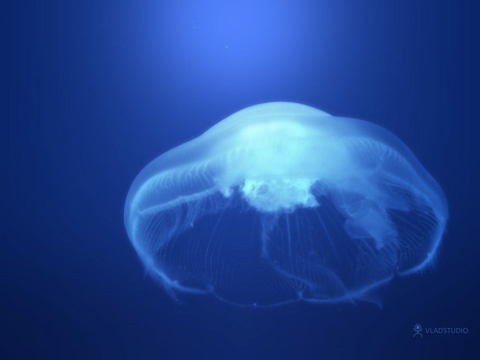 Chrysaora hysoscella