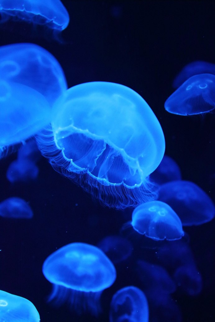 Бессмертная медуза Turritopsis nutricula