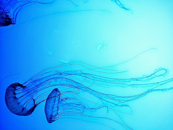 Bluebottles медуза