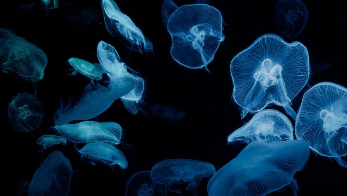 Медузы Андаманского моря