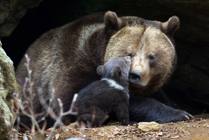 Бурый медведь – Ursus arctos l.
