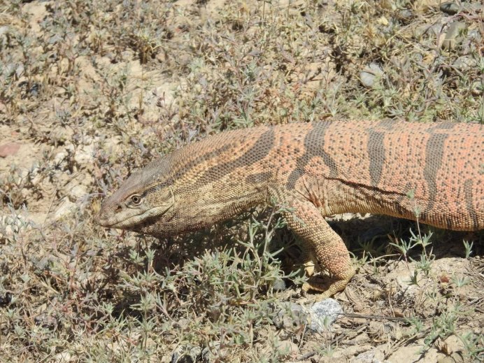 Varanus griseus – серый Варан