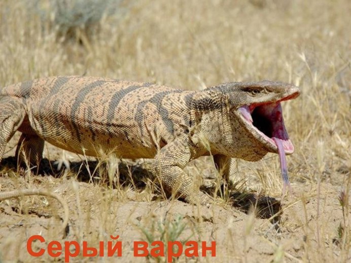 Ящер Варан