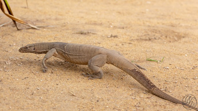 Varanus niloticus