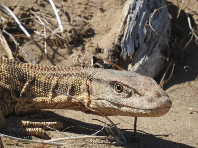 Varanus griseus – серый Варан
