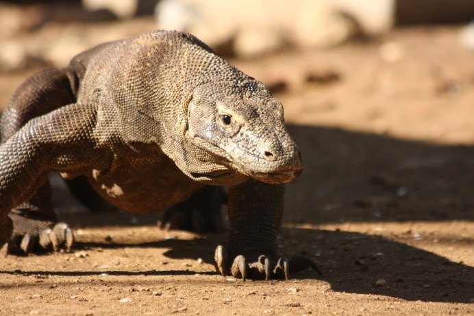 Animals belonging to the Family of Reptiles