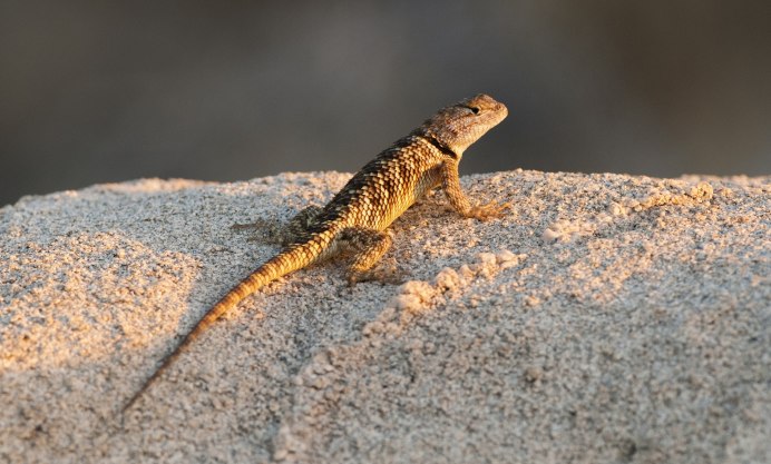 Varanus griseus caspius