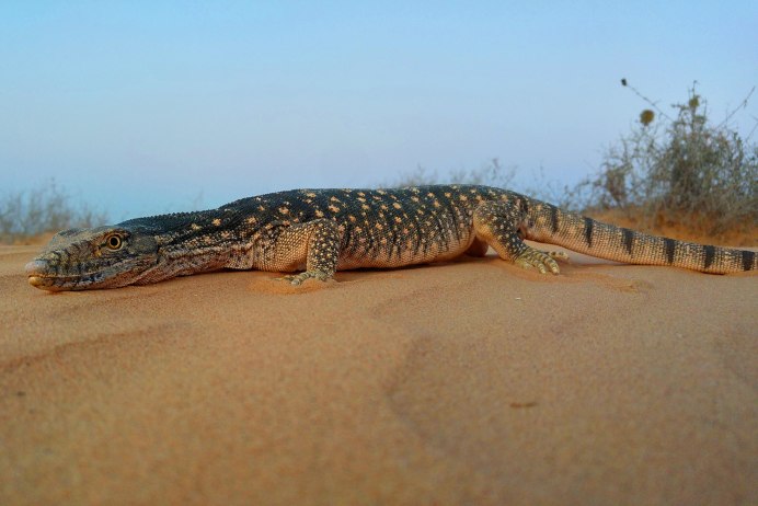Varanus griseus