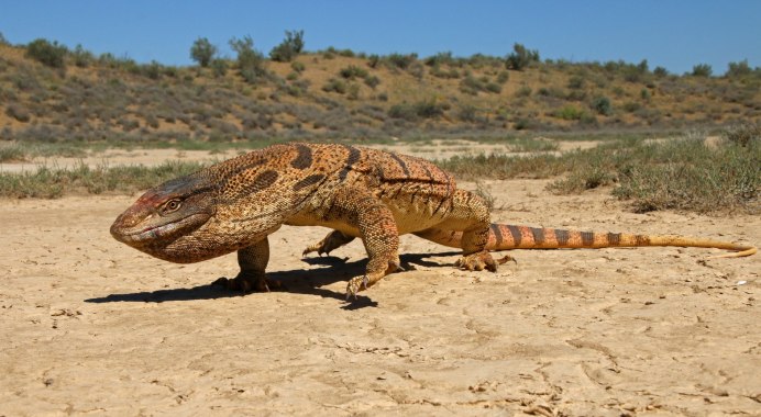 Varanus griseus – серый Варан