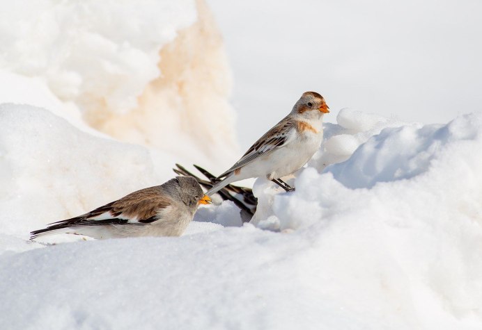 Пуночка Plectrophenax nivalis