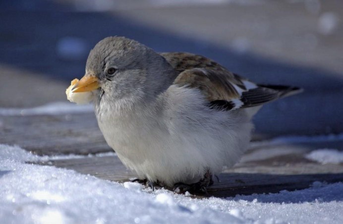 Альпийский вьюрок (montifringilla nivalis)