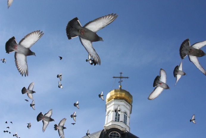 Горлица белая