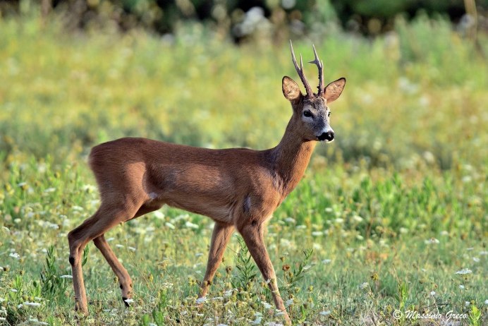 Европейская косуля (capreolus capreolus)