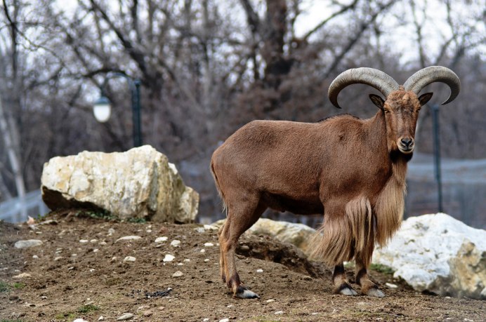 Гималайский козел