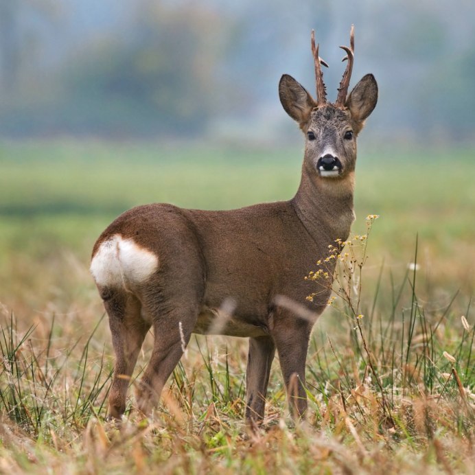 Европейская косуля (capreolus capreolus)