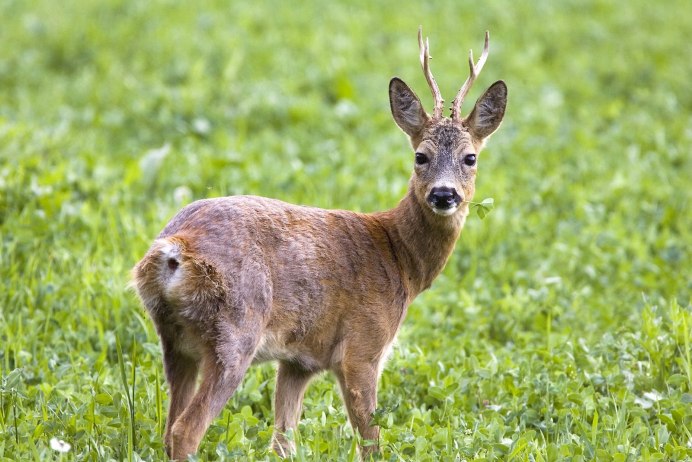 Европейская косуля (capreolus capreolus)