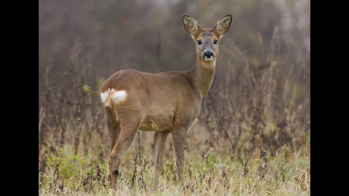 Европейская косуля (capreolus capreolus)
