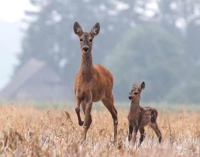 Европейская косуля (capreolus capreolus)