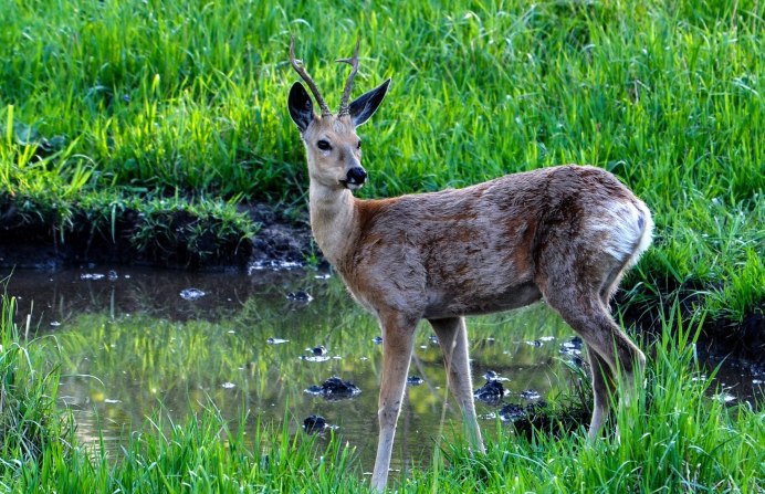 Косуля Сибирская (capreolus pygargus Pall.)