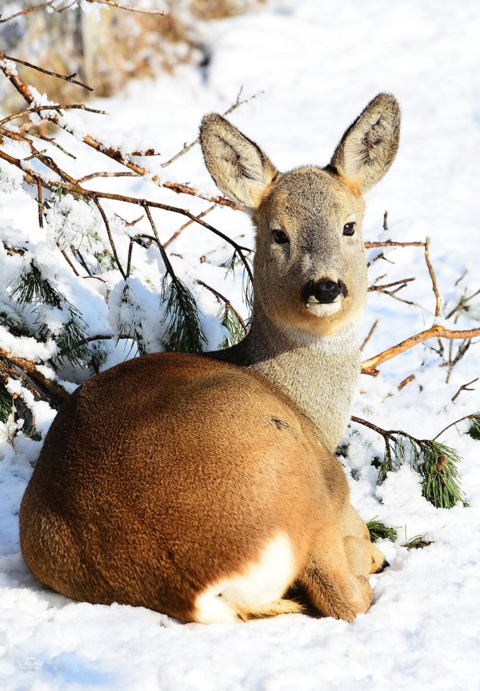 Косуля Сибирская