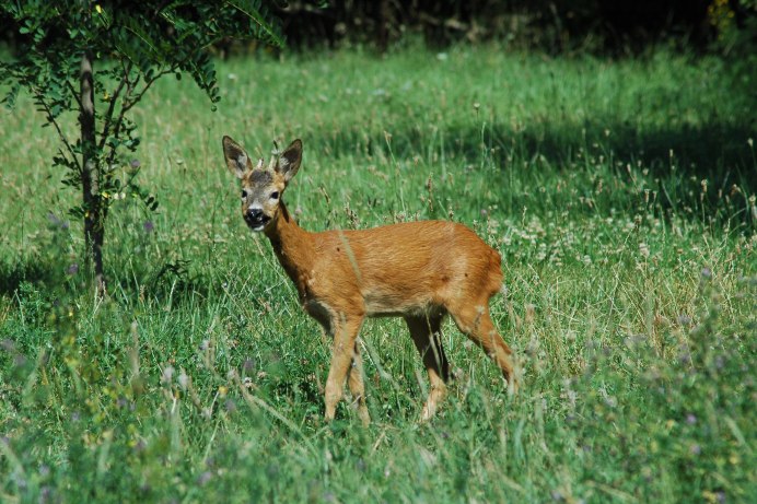 Европейская косуля (capreolus capreolus)