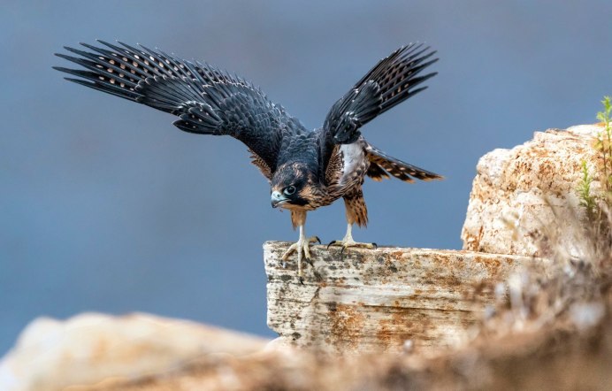 Белоголовый Сапсан