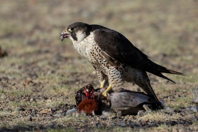 Сапсан птица