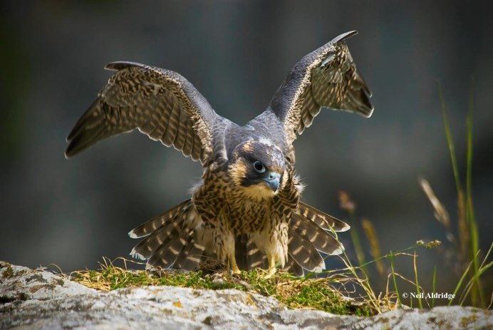 Сапсан Falco peregrinus