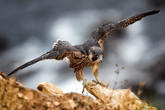 Сокол Сапсан птица