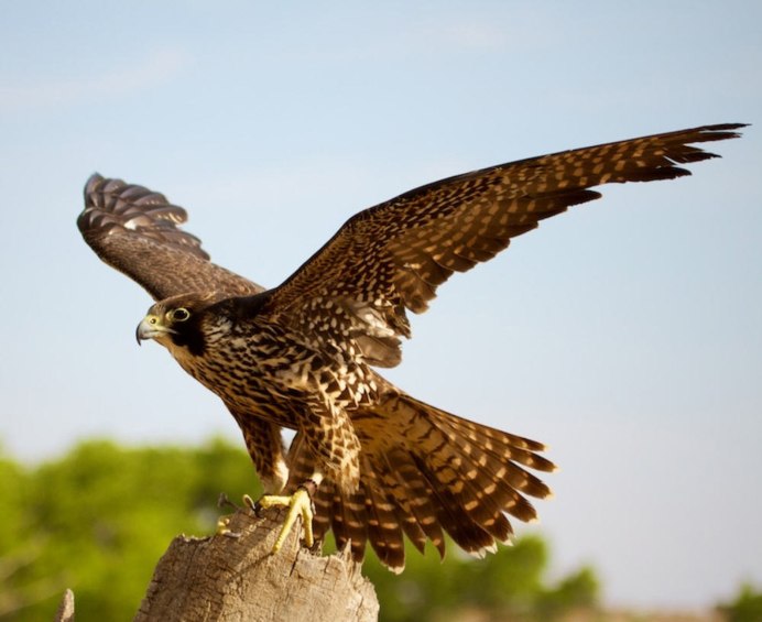 Сокол балобан парящий