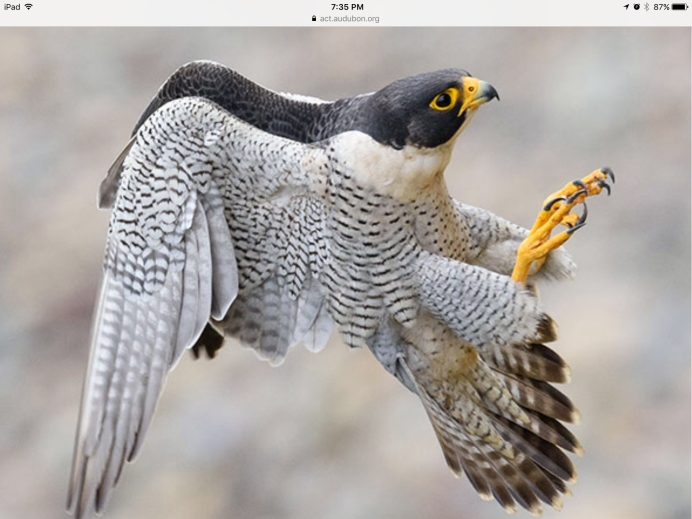 Хищная птица дербник