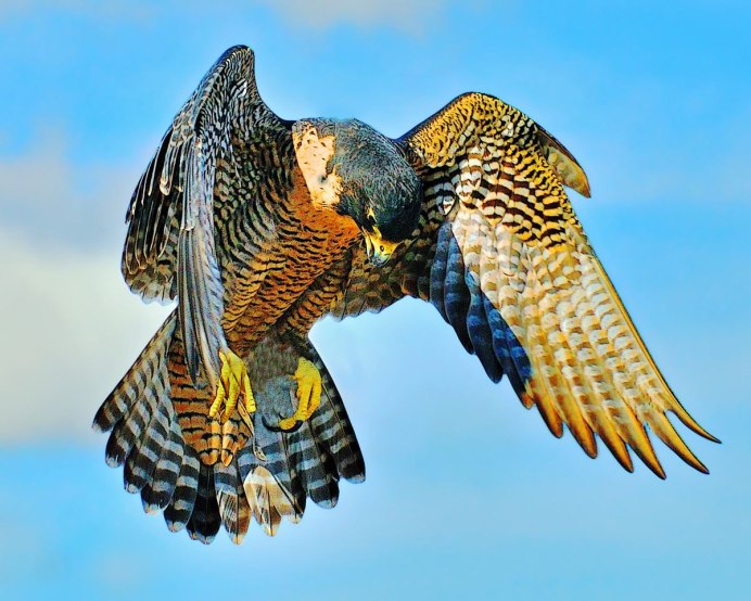 Сокол Сапсан птица