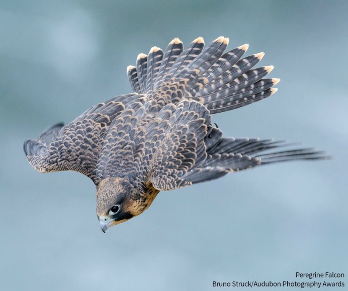 Сапсан пикирует