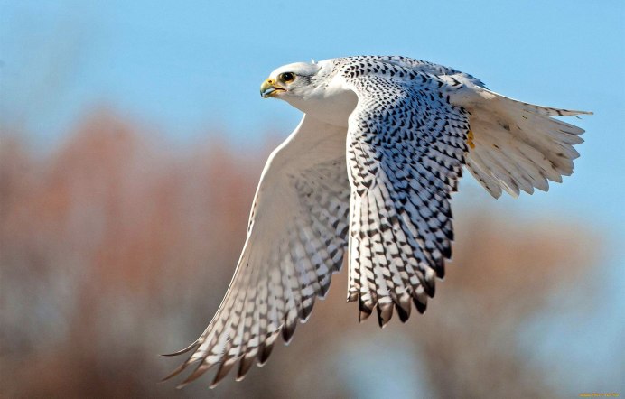 Сокол Сапсан фото