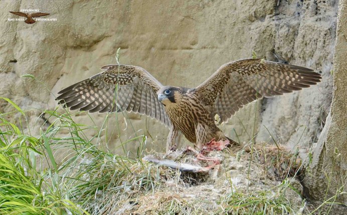 Сокол Сапсан серый