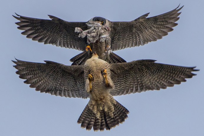 Сокол Пилигрим