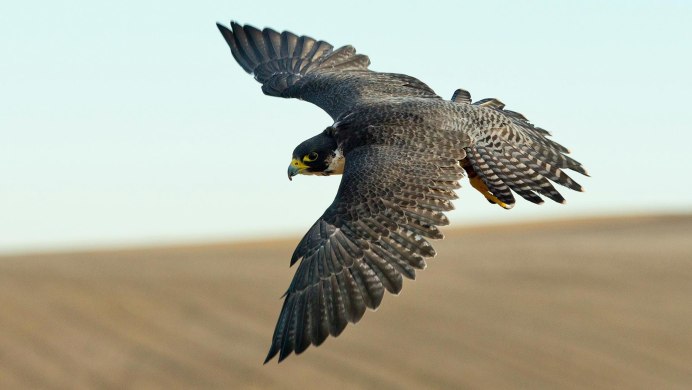 Ястреб Сапсан