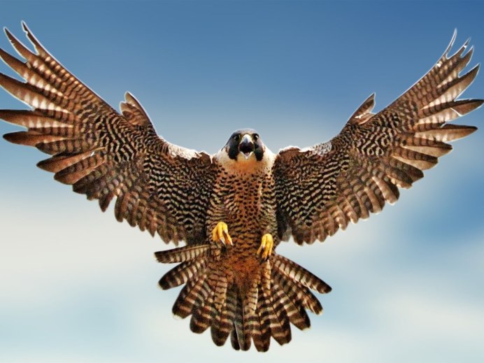 Сапсан птица гнездо