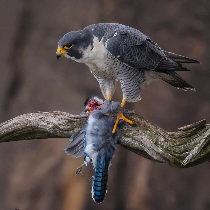 Фалькон Сокол