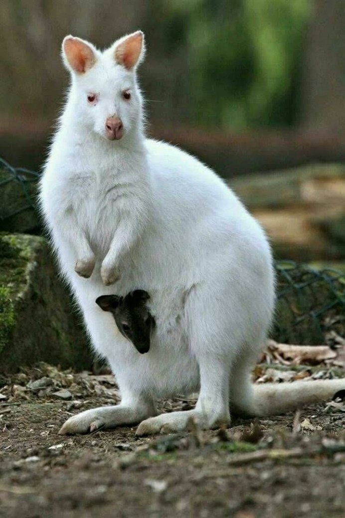 Валлаби белый