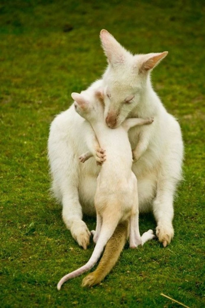 White Kangaroo