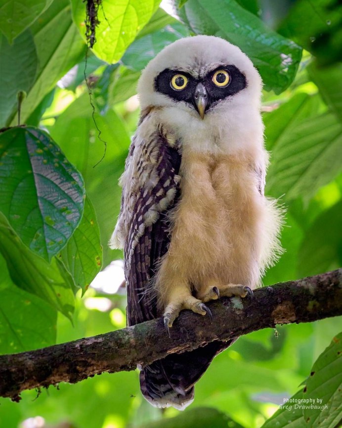 Strix hadorami